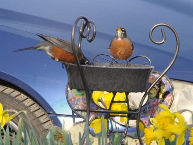 robins drinking from the fountain