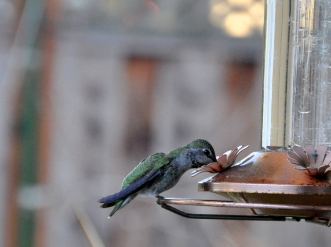 female anna's hummingbird at feeder