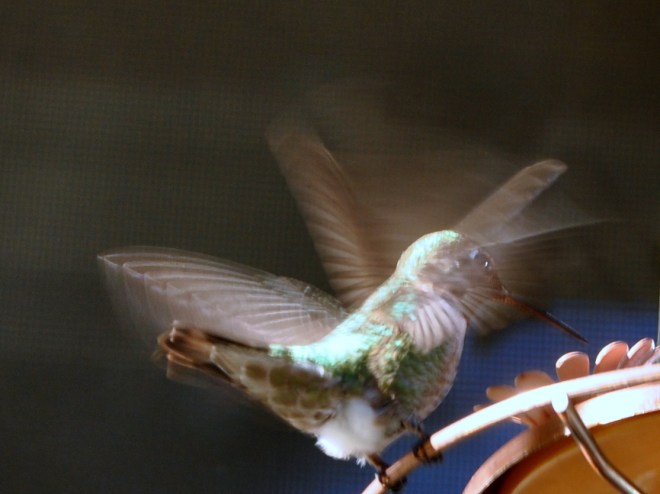 hummingbird in flight