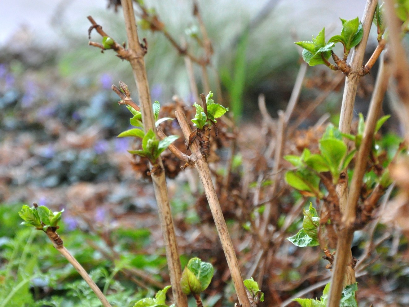 Hydrangea Budding To Prune or Not to Prune? – Gardening Nirvana
