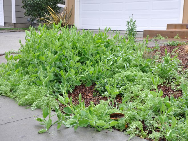 march 5th sweet peas