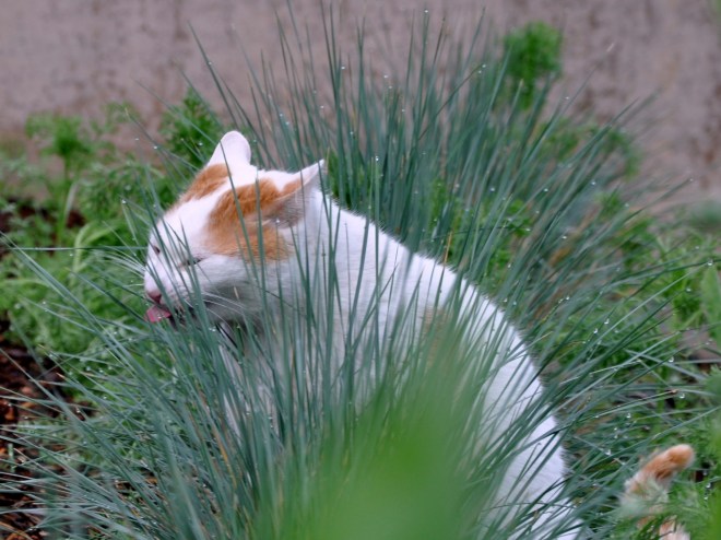 funny mouse in the grass after a rain