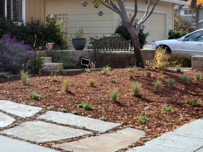 california native plants
