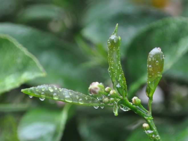 pointing finger lemon