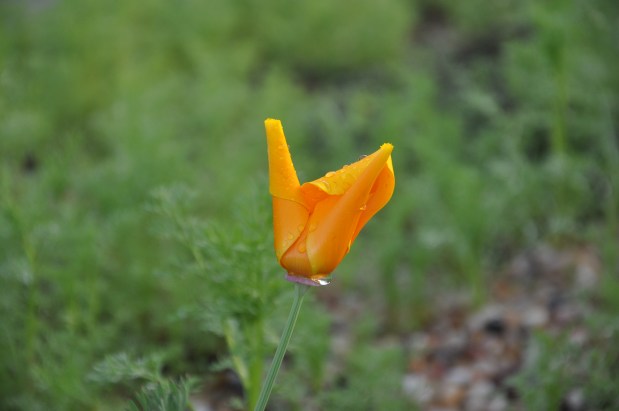 My Garden has a Great Sense of Humor&nbsp;(Humour)