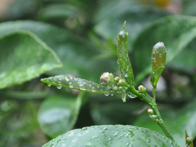 lemon tree buds and leaves in the rain