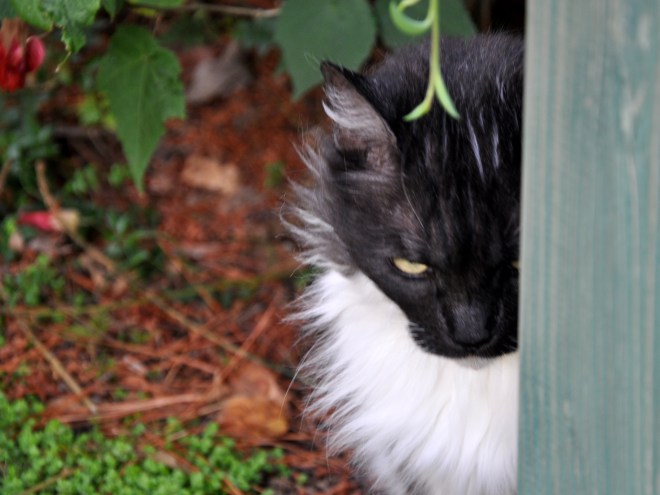 lindy near garden bench