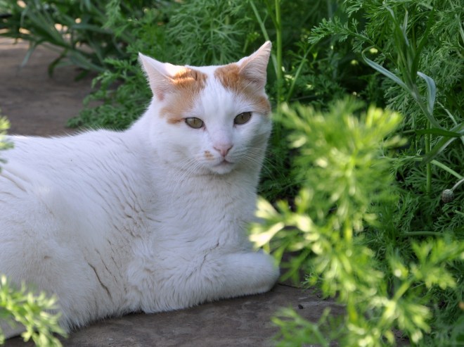 mouse near the sweet peas
