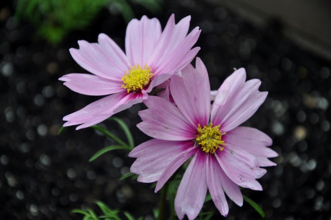 pair of pink cosmos