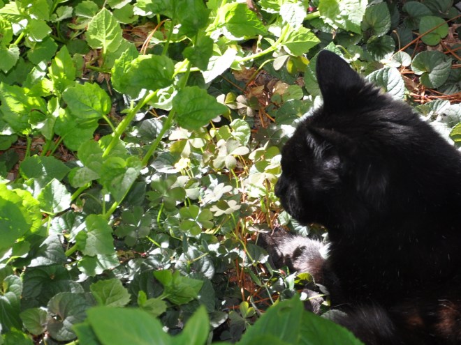 slinky under the tree