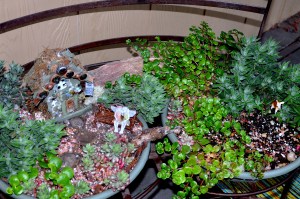 fairy garden jungle