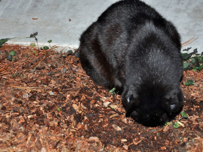 slinky smelling catnip