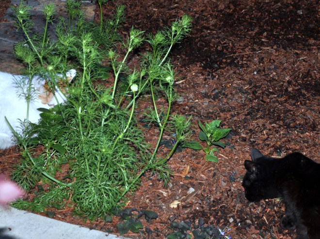 slinky finds some catnip