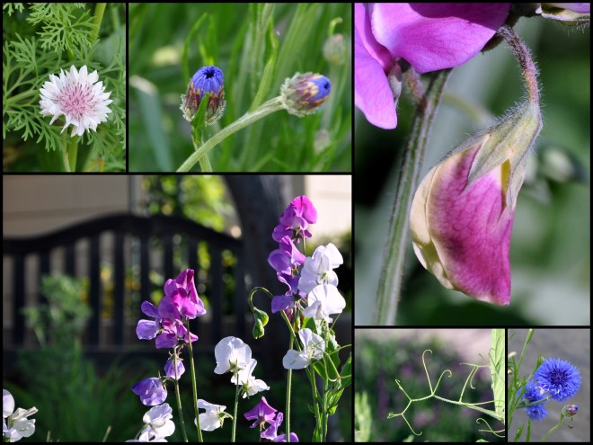 sweet pea blooms april 2016