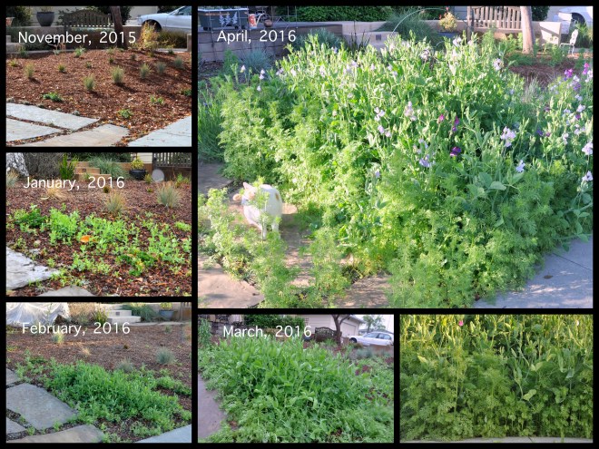 sweet pea collage Nov to April