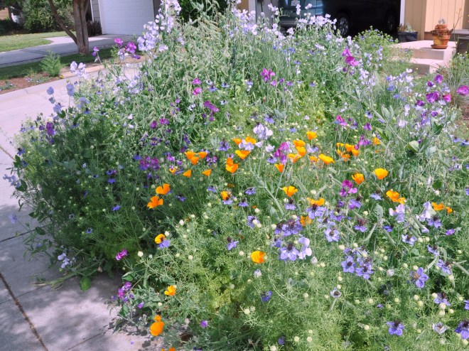 flower garden poppies love in a mist sweet peas