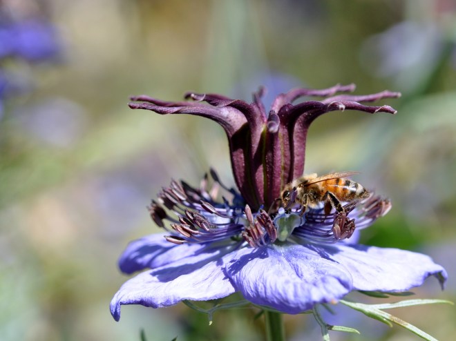 bee on love in a mist