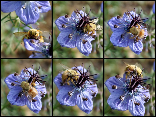 love in a mist with Valley Carpenter Bee