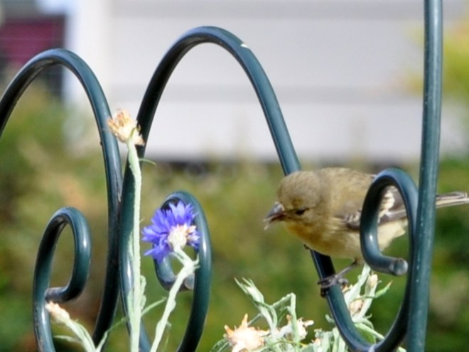 bird cornflower