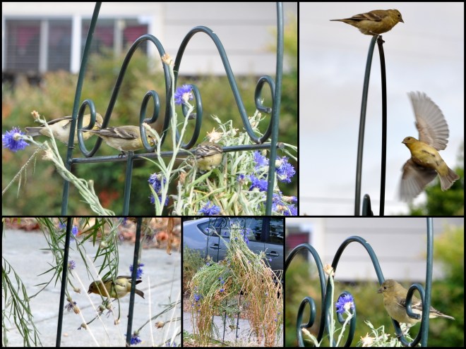 birds eating cornflower seeds collage