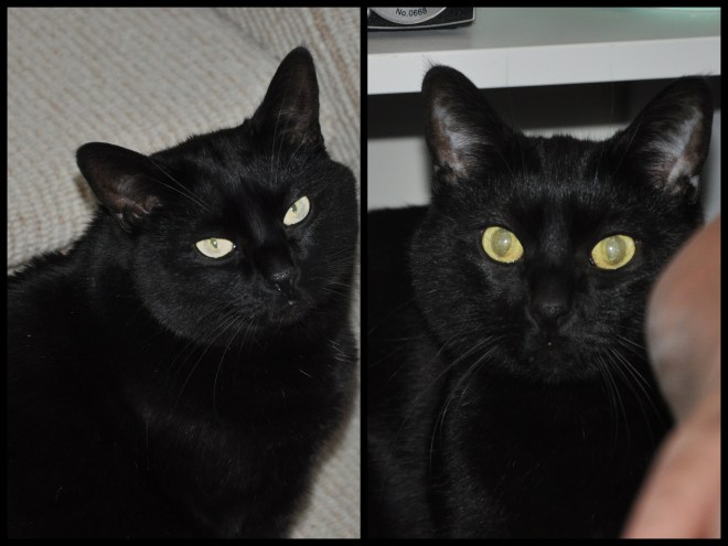 pair of black cats