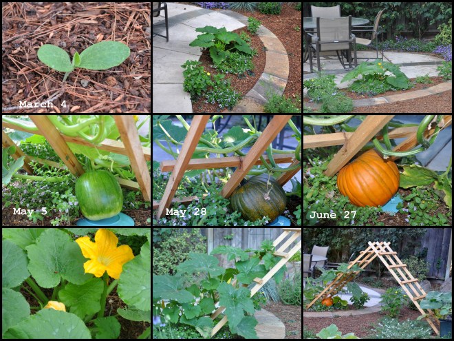 Pumpkin Vines 2016 collage