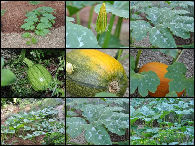 Pumpkin Vines near gravel 2016
