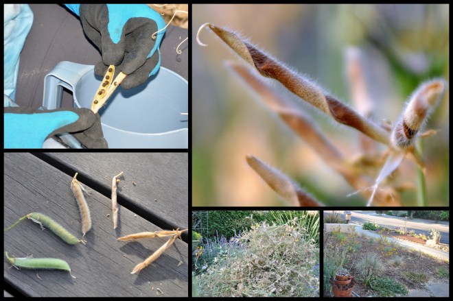sweet pea seed collage