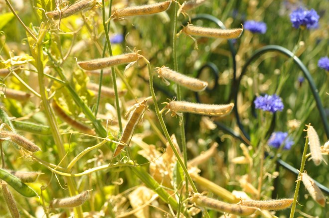 Sweet peas going to seed