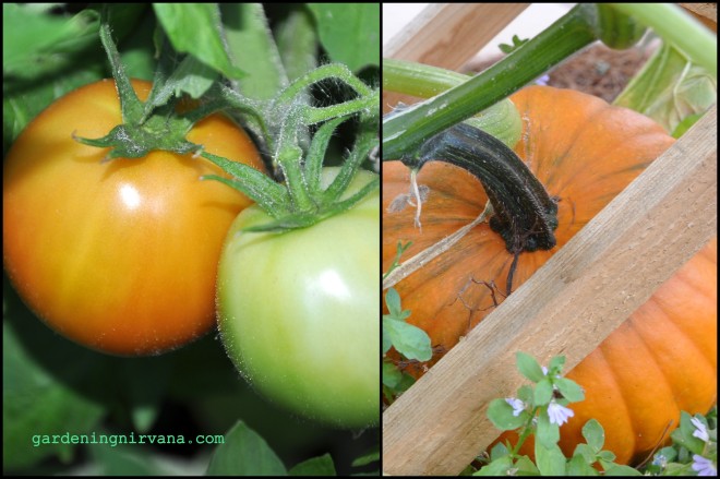 Tomatoes and Pumpkins in July