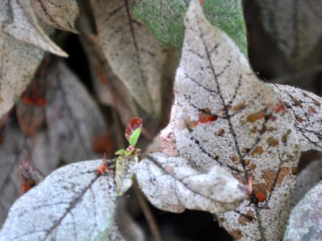 damage-old-and-new-growth