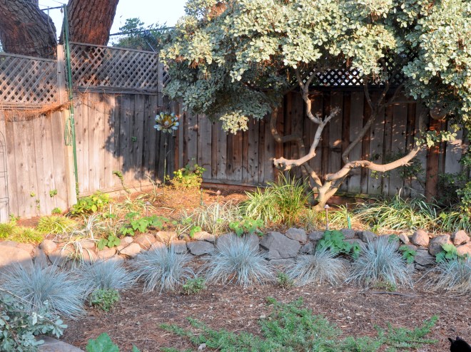 garden corner after pruning
