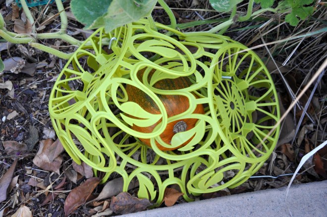 protecting the pumpkin long view