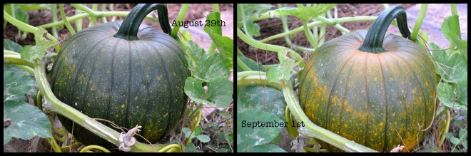 round pumpkins four days apart