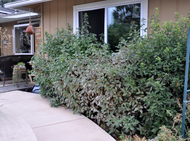 row-of-vibernum-titus