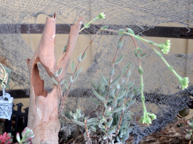 fairy-garden-background