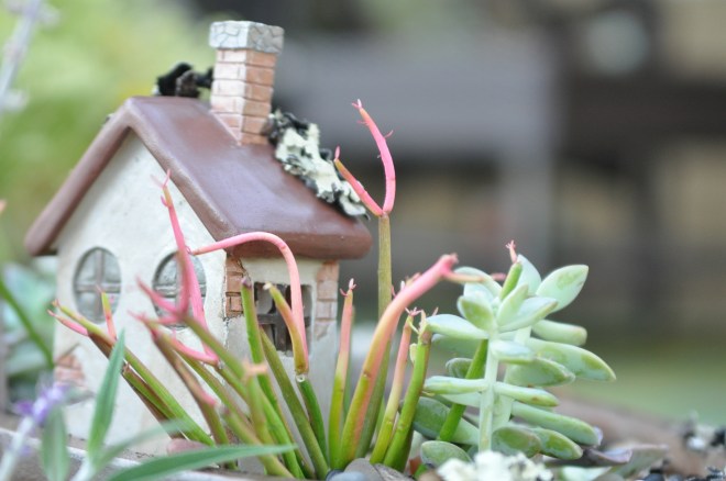 fairy-garden-outback