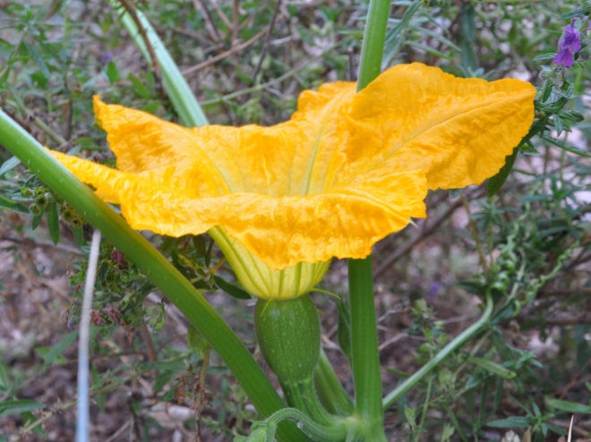 female-pumpkin-bloom