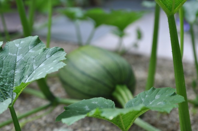 green-pumpkin-in-gravel
