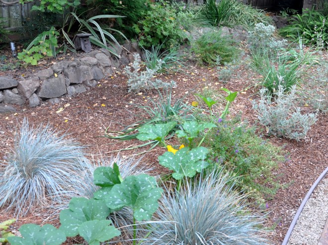 new-growth-on-self-seeded-pumpkin
