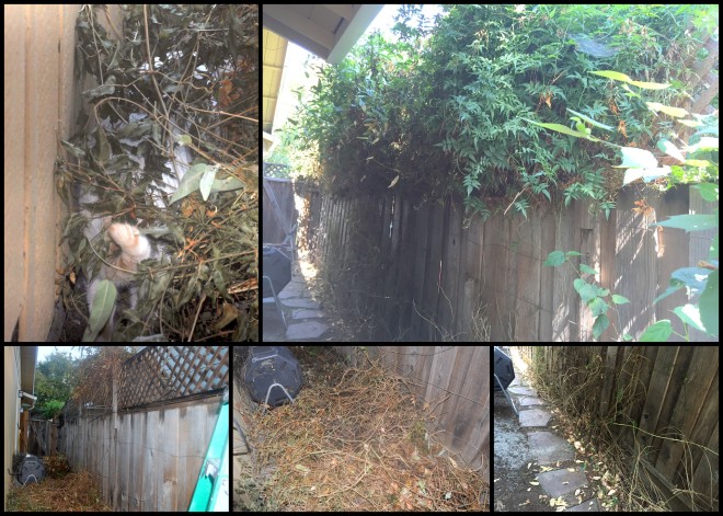 pruning-the-side-yard-vines