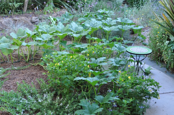 pumkins-at-dusk-june-10