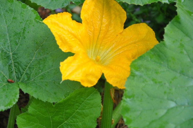 pumpkin-flower-may-7