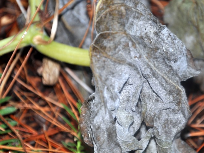 pumpkin-leaves-turn-an-ashy-grey