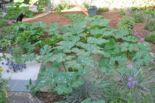 pumpkin-vines-may-2016