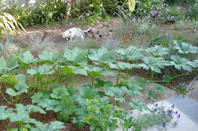 pumpkin-vines-may-26-with-mouse