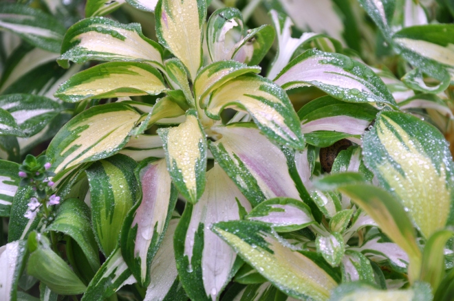 curb-garden-variegated-plant-in-rain