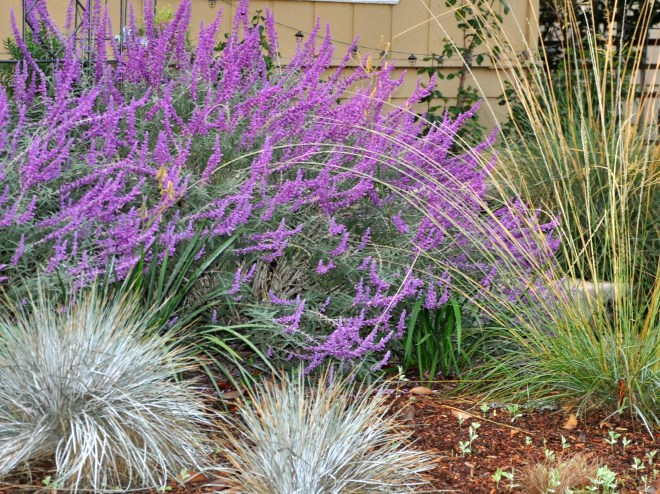 Salvia and native grasses