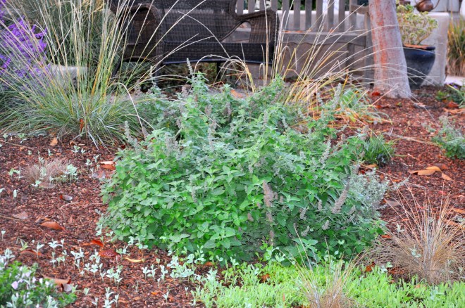 Nepeta and newly sprouted sweet peas