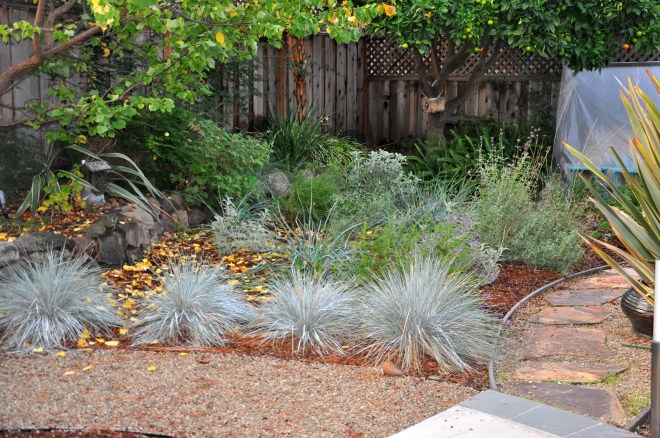 native garden back of house